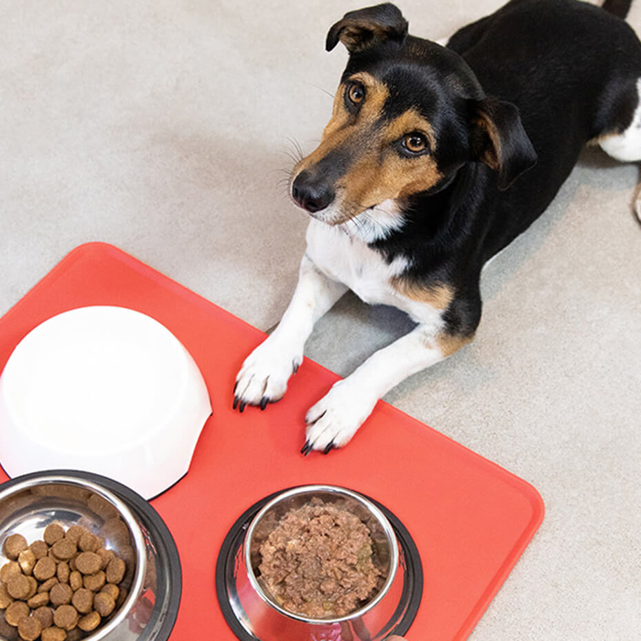 Poisonous and Harmful Foods for Dogs Purina